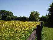 Meadow at Goldings. Click to enlarge